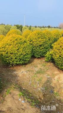 冠幅120厘米红花继木球