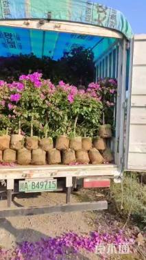 高度90厘米紫花三角梅