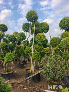 高度200厘米造型亮晶女贞