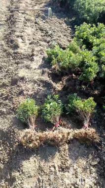 高度40厘米小叶女贞