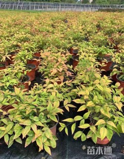 高度25厘米南天竹