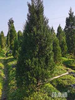 高度300厘米塔柏