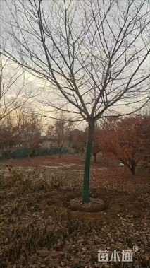 18公分朴树