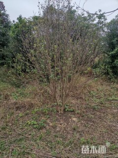 高度200厘米木槿