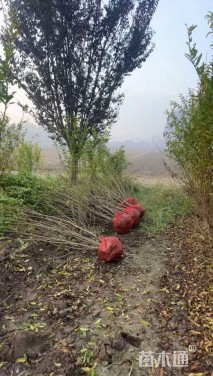 高度150厘米丛生花石榴