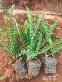 高度30厘米肾蕨