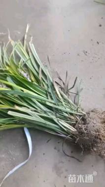 高度30厘米金边麦冬