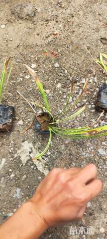 高度10厘米麦冬