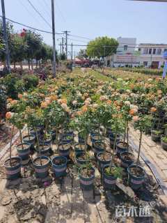 高度80厘米高杆月季