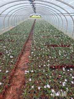 高度20厘米风雨兰种球