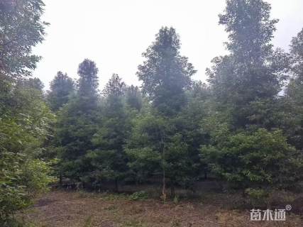 25公分金丝楠木