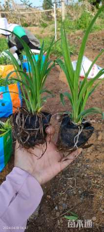 高度20厘米大花萱草