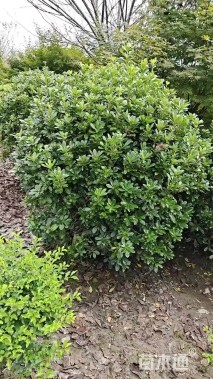 冠幅80厘米海桐球