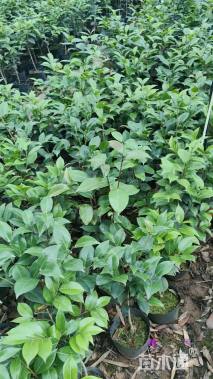 高度50厘米四季茶花