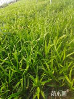 高度15厘米吉祥草