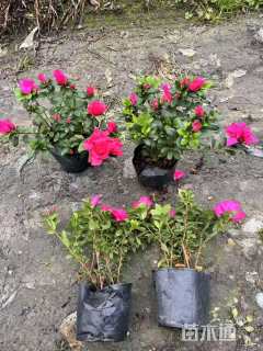 高度20厘米西洋杜鹃