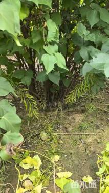 高度200厘米丛生紫丁香