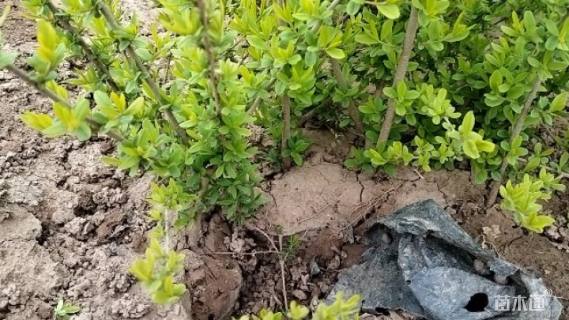 高度50厘米金叶水蜡