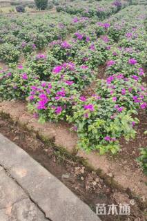 高度70厘米三角梅