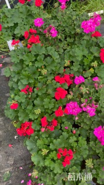 高度20厘米天竺葵