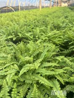 高度30厘米波斯顿蕨