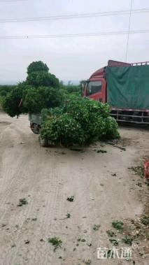 高度50厘米大叶黄杨