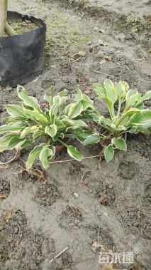 高度30厘米玉簪