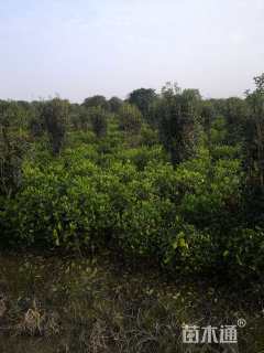 高度80厘米栀子花