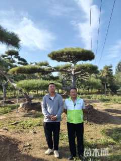 50公分造型油松