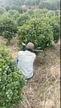 冠幅150厘米无刺枸骨球