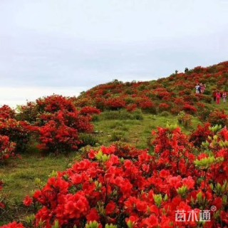 高度250厘米映山红