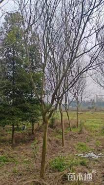 高度480厘米大红紫薇