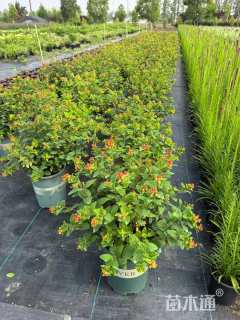 高度40厘米红果金丝桃