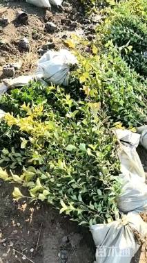 高度70厘米卫矛小苗