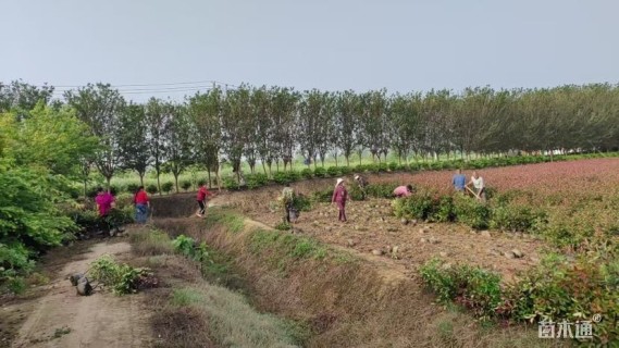 高度60厘米红叶石楠小苗