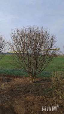 高度300厘米丛生紫薇