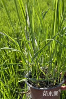 高度30厘米白茅