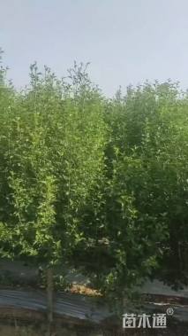 高度180厘米木槿