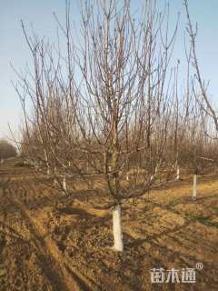 20公分八棱海棠