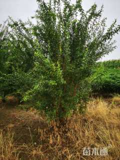 高度280厘米丛生花石榴