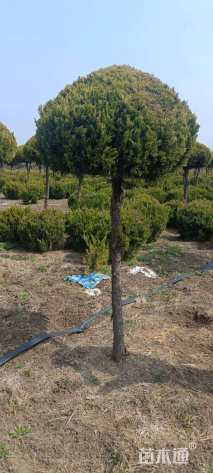 冠幅100厘米龙柏球