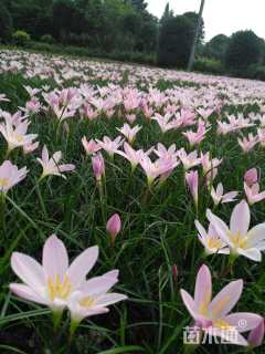 高度15厘米葱兰