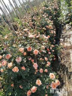 80厘米藤本月季