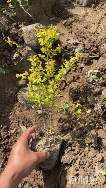 高度40厘米金叶榆小苗