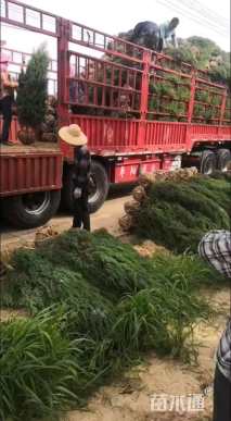 高度180厘米刺柏