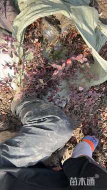 高度35厘米红花继木小苗