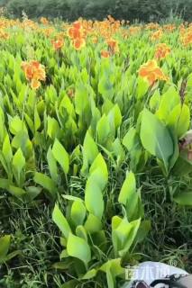 高度35厘米美人蕉