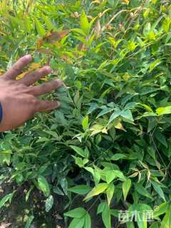 高度40厘米南天竹