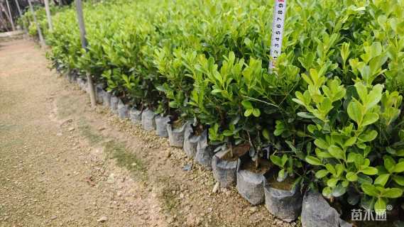 高度30厘米小叶黄杨