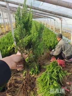 高度50厘米龙柏